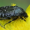 White-spotted Rose Beetle - Oxythyrea funesta | Fotografijos autorius : Gintautas Steiblys | © Macronature.eu | Macro photography web site