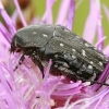 White-spotted Rose Beetle - Oxythyrea funesta | Fotografijos autorius : Gintautas Steiblys | © Macronature.eu | Macro photography web site