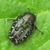 White-spotted Rose Beetle - Oxythyrea funesta | Fotografijos autorius : Vidas Brazauskas | © Macronature.eu | Macro photography web site