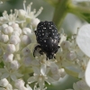 White-spotted Rose Beetle - Oxythyrea funesta | Fotografijos autorius : Vytautas Gluoksnis | © Macronature.eu | Macro photography web site