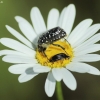 White-spotted Rose Beetle - Oxythyrea funesta | Fotografijos autorius : Vidas Brazauskas | © Macronature.eu | Macro photography web site