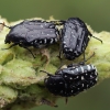 White-spotted Rose Beetles - Oxythyrea funesta | Fotografijos autorius : Gintautas Steiblys | © Macronature.eu | Macro photography web site