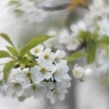 Wild Cherry - Prunus avium | Fotografijos autorius : Vidas Brazauskas | © Macronature.eu | Macro photography web site