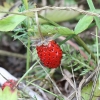 Wild strawberry - Fragaria vesca | Fotografijos autorius : Vytautas Gluoksnis | © Macronature.eu | Macro photography web site
