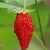 Wild strawberry - Fragaria vesca | Fotografijos autorius : Gintautas Steiblys | © Macronature.eu | Macro photography web site