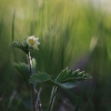 Wild strawberry - Fragaria vesca | Fotografijos autorius : Agnė Našlėnienė | © Macronature.eu | Macro photography web site