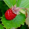 Wild strawberry - Fragaria vesca | Fotografijos autorius : Romas Ferenca | © Macronature.eu | Macro photography web site