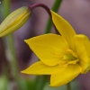 Wild tulip - Tulipa sylvestris | Fotografijos autorius : Nomeda Vėlavičienė | © Macronature.eu | Macro photography web site