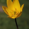 Girinė tulpė - Tulipa sylvestris | Fotografijos autorius : Gintautas Steiblys | © Macronature.eu | Macro photography web site