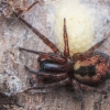 Window Lace-weaver - Amaurobius fenestralis ♀ | Fotografijos autorius : Gintautas Steiblys | © Macronature.eu | Macro photography web site