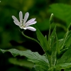 Wood stitchwort - Stellaria nemorum | Fotografijos autorius : Kazimieras Martinaitis | © Macronature.eu | Macro photography web site