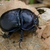 Woodland Dor Beetle - Anoplotrupes stercorosus  | Fotografijos autorius : Gintautas Steiblys | © Macronature.eu | Macro photography web site