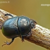 Woodland Dor Beetle - Anoplotrupes stercorosus  | Fotografijos autorius : Darius Baužys | © Macronature.eu | Macro photography web site