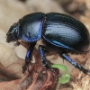 Woodland Dor Beetle - Anoplotrupes stercorosus | Fotografijos autorius : Gintautas Steiblys | © Macronature.eu | Macro photography web site