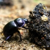 Woodland Dor Beetle - Anoplotrupes stercorosus | Fotografijos autorius : Vitalii Alekseev | © Macronature.eu | Macro photography web site