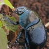 Woodland Dor Beetle - Anoplotrupes stercorosus | Fotografijos autorius : Gintautas Steiblys | © Macronature.eu | Macro photography web site