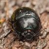 Woodland Dor Beetle - Anoplotrupes stercorosus | Fotografijos autorius : Žilvinas Pūtys | © Macronature.eu | Macro photography web site