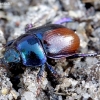 Woodland Dor Beetle - Anoploturpes stercorosus | Fotografijos autorius : Romas Ferenca | © Macronature.eu | Macro photography web site