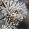 Woolly burdock | Arctium tomentosum | Fotografijos autorius : Darius Baužys | © Macronature.eu | Macro photography web site
