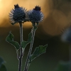 Woolly burdock - Arctium tomentosum | Fotografijos autorius : Agnė Našlėnienė | © Macronature.eu | Macro photography web site