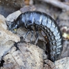 Worm and Slug Hunter - Carabus sp., larva | Fotografijos autorius : Kazimieras Martinaitis | © Macronature.eu | Macro photography web site