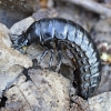 Puošniažygis - Carabus sp., lerva | Fotografijos autorius : Kazimieras Martinaitis | © Macronature.eu | Macro photography web site