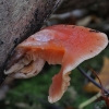 Gyslotoji kremzliabudė - Rhodotus palmatus | Fotografijos autorius : Vytautas Gluoksnis | © Macronature.eu | Macro photography web site