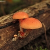 Wrinkled peach - Rhodotus palmatus | Fotografijos autorius : Vytautas Gluoksnis | © Macronature.eu | Macro photography web site