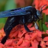 Plačiakojė bitė-dailidė - Xylocopa latipes | Fotografijos autorius : Deividas Makavičius | © Macrogamta.lt | Šis tinklapis priklauso bendruomenei kuri domisi makro fotografija ir fotografuoja gyvąjį makro pasaulį.