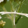 Yarrow plume moth - Gillmeria pallidactyla | Fotografijos autorius : Žilvinas Pūtys | © Macronature.eu | Macro photography web site