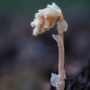 Yellow Bird's-nest - Monotropa hypopitys  | Fotografijos autorius : Eglė Vičiuvienė | © Macronature.eu | Macro photography web site