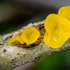 Yellow brain | Tremella mesenterica | Fotografijos autorius : Darius Baužys | © Macronature.eu | Macro photography web site