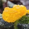 Yellow brain - Tremella mesenterica | Fotografijos autorius : Kazimieras Martinaitis | © Macronature.eu | Macro photography web site