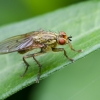 Yellow dung fly | Scathophaga stercoraria | Fotografijos autorius : Darius Baužys | © Macronature.eu | Macro photography web site