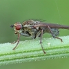 Yellow dung fly - Scathophaga stercoraria ♀ | Fotografijos autorius : Gintautas Steiblys | © Macronature.eu | Macro photography web site