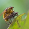 Yellow dung fly - Scathophaga stercoraria | Fotografijos autorius : Zita Gasiūnaitė | © Macronature.eu | Macro photography web site