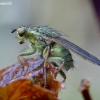 Yellow dung fly - Scathophaga stercoraria | Fotografijos autorius : Romas Ferenca | © Macronature.eu | Macro photography web site