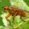 Yellow dung fly - Scathophaga stercoraria | Fotografijos autorius : Gintautas Steiblys | © Macronature.eu | Macro photography web site