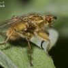 Yellow dung fly - Scathophaga stercoraria | Fotografijos autorius : Vilius Grigaliūnas | © Macronature.eu | Macro photography web site