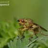 Geltonoji mėšlamusė - Scathophaga stercoraria | Fotografijos autorius : Darius Baužys | © Macronature.eu | Macro photography web site
