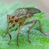 Yellow dung fly - Scathophaga stercoraria | Fotografijos autorius : Žilvinas Pūtys | © Macronature.eu | Macro photography web site
