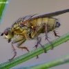 Yellow dung fly - Scatophaga stercoraria | Fotografijos autorius : Romas Ferenca | © Macronature.eu | Macro photography web site