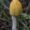 Yellow fieldcap - Bolbitius titubans | Fotografijos autorius : Žilvinas Pūtys | © Macronature.eu | Macro photography web site