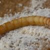 Yellow mealworm beetle - Tenebrio molitor, larva | Fotografijos autorius : Romas Ferenca | © Macronature.eu | Macro photography web site