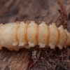 Yellow mealworm beetle - Tenebrio molitor, pupa | Fotografijos autorius : Žilvinas Pūtys | © Macronature.eu | Macro photography web site