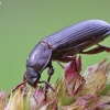 Yellow mealworm beetle - Tenebrio molitor | Fotografijos autorius : Agnė Našlėnienė | © Macronature.eu | Macro photography web site