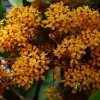 Yellow saraca - Saraca thaipingensis | Fotografijos autorius : Nomeda Vėlavičienė | © Macronature.eu | Macro photography web site