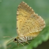 Geltonoji cidarija - Camptogramma bilineata | Fotografijos autorius : Vidas Brazauskas | © Macronature.eu | Macro photography web site