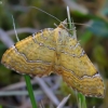 Yellow shell moth - Camptogramma bilineata | Fotografijos autorius : Romas Ferenca | © Macronature.eu | Macro photography web site