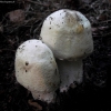 Yellow stainer - Agaricus xanthodermus | Fotografijos autorius : Aleksandras Stabrauskas | © Macrogamta.lt | Šis tinklapis priklauso bendruomenei kuri domisi makro fotografija ir fotografuoja gyvąjį makro pasaulį.